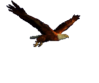 Flying Eagle